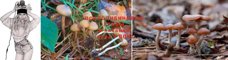 Галлюциногенные грибы Magic Shrooms  купить наркотики цена  площадка формула  Мосальск 